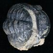 Bumpy, Enrolled Barrandeops (Phacops) Trilobite #11280-2